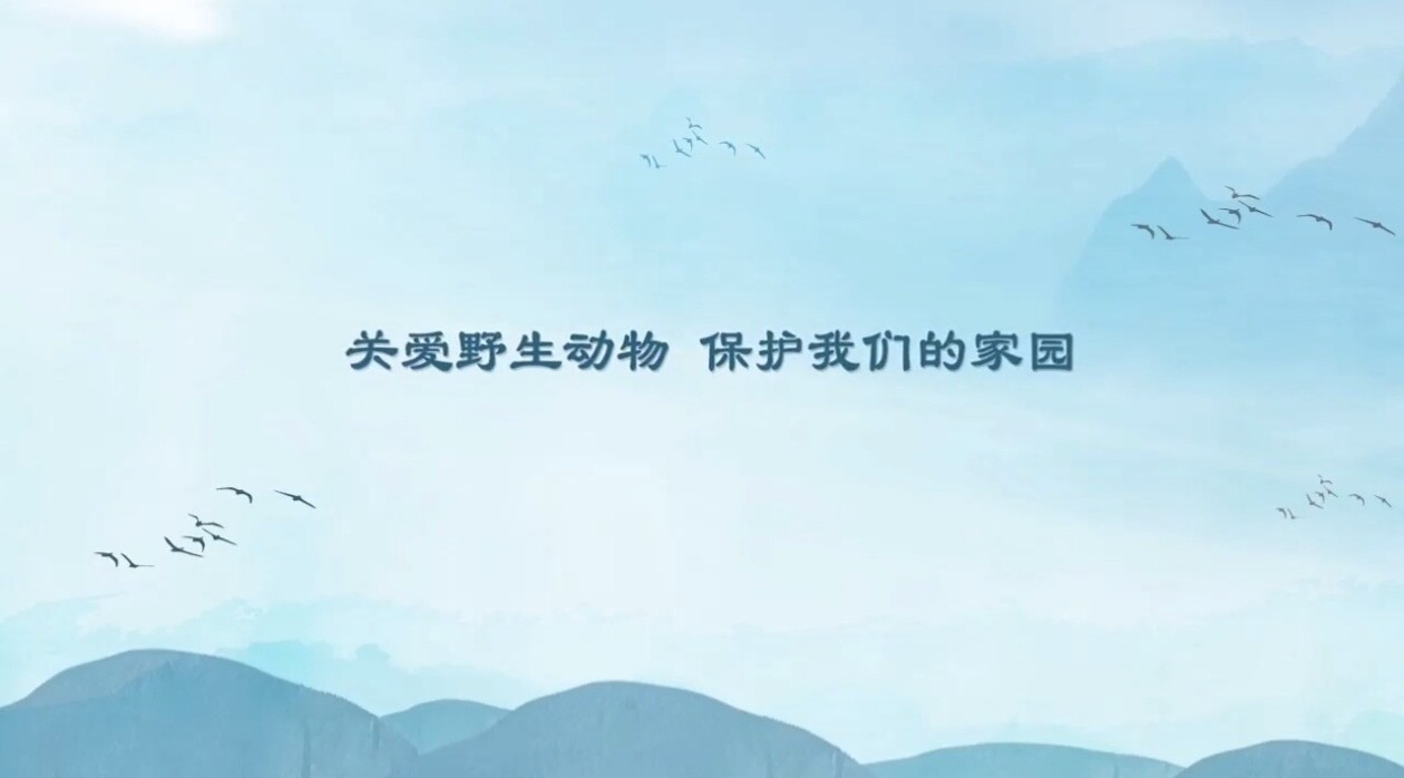 保护野生鸟类 让它们自由飞翔