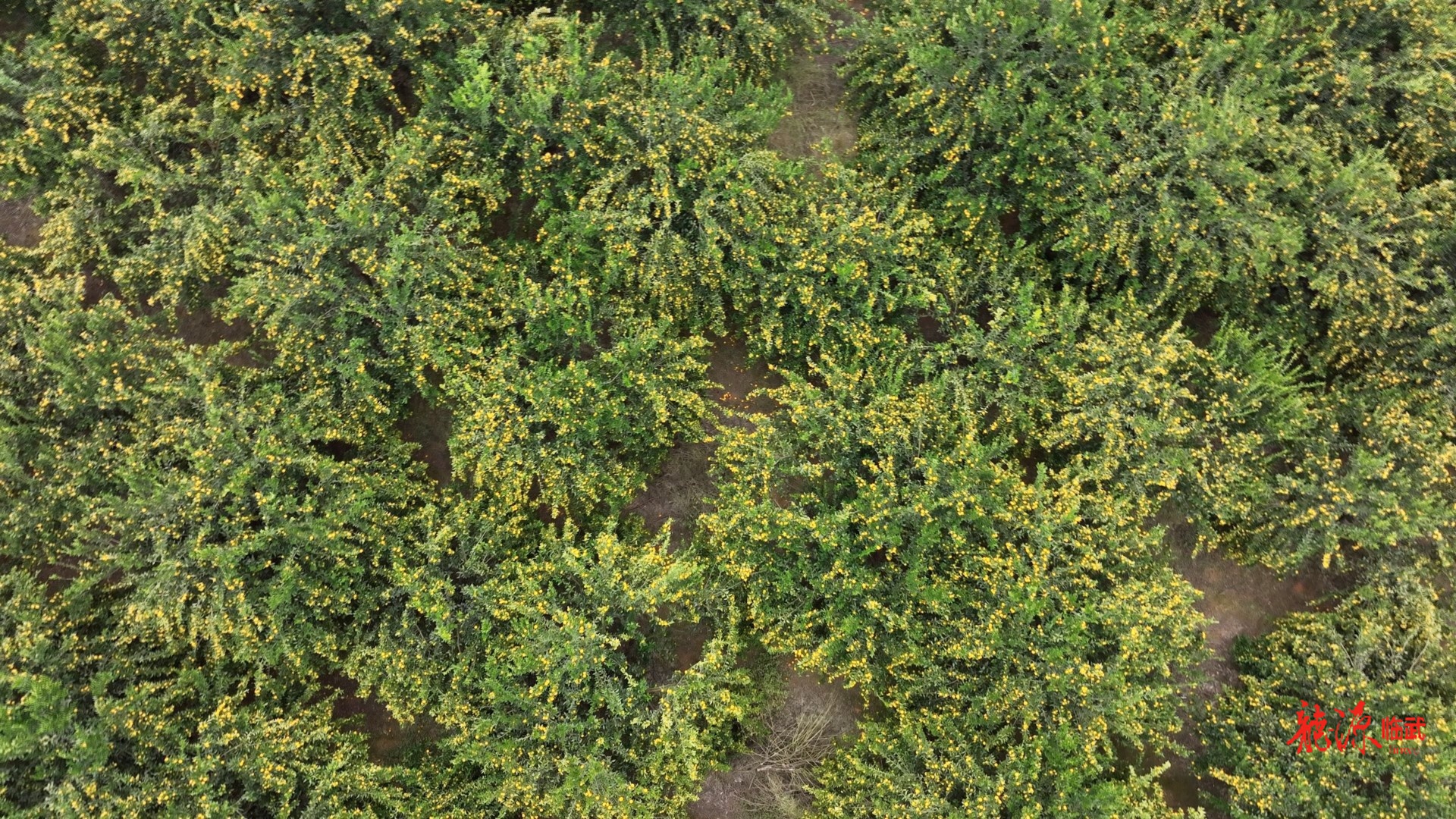 乡村新“号”角 | 南强：订单农业稳“销路”  千万蜜橘出国啦