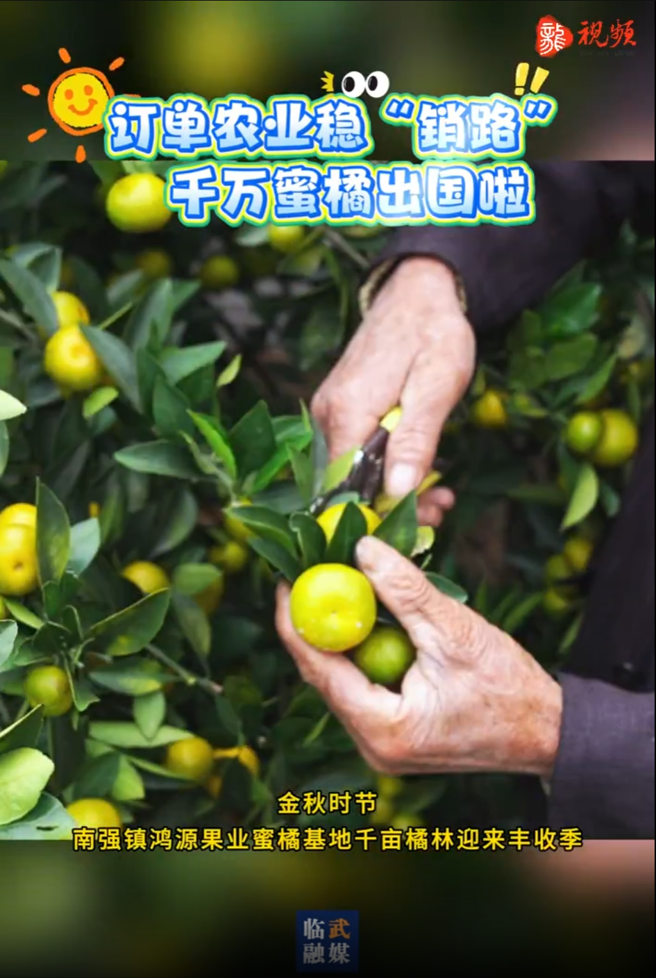 南强：订单农业稳“销路” 千万蜜橘出国啦