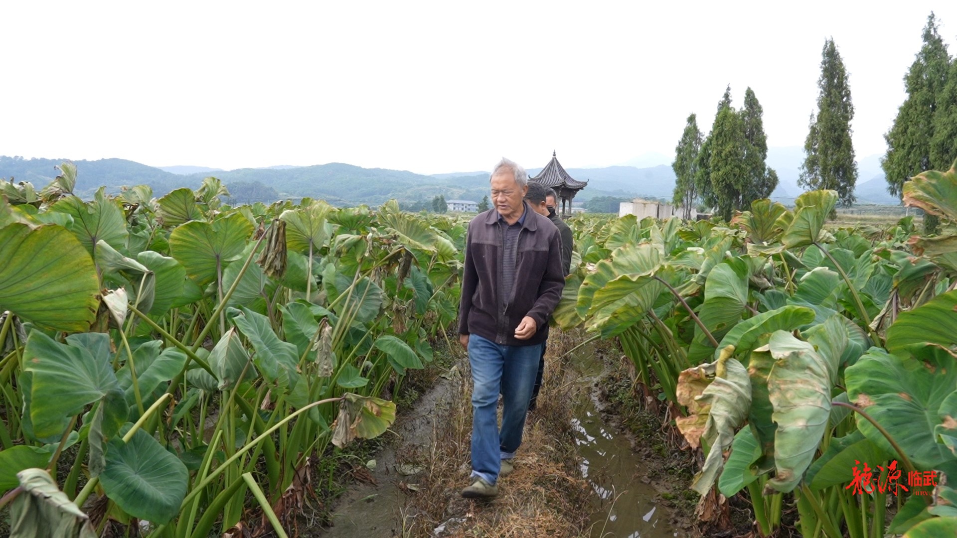 我们的节日·重阳 | 陈桂成：一双泥脚丈大地 半生心血付芋田