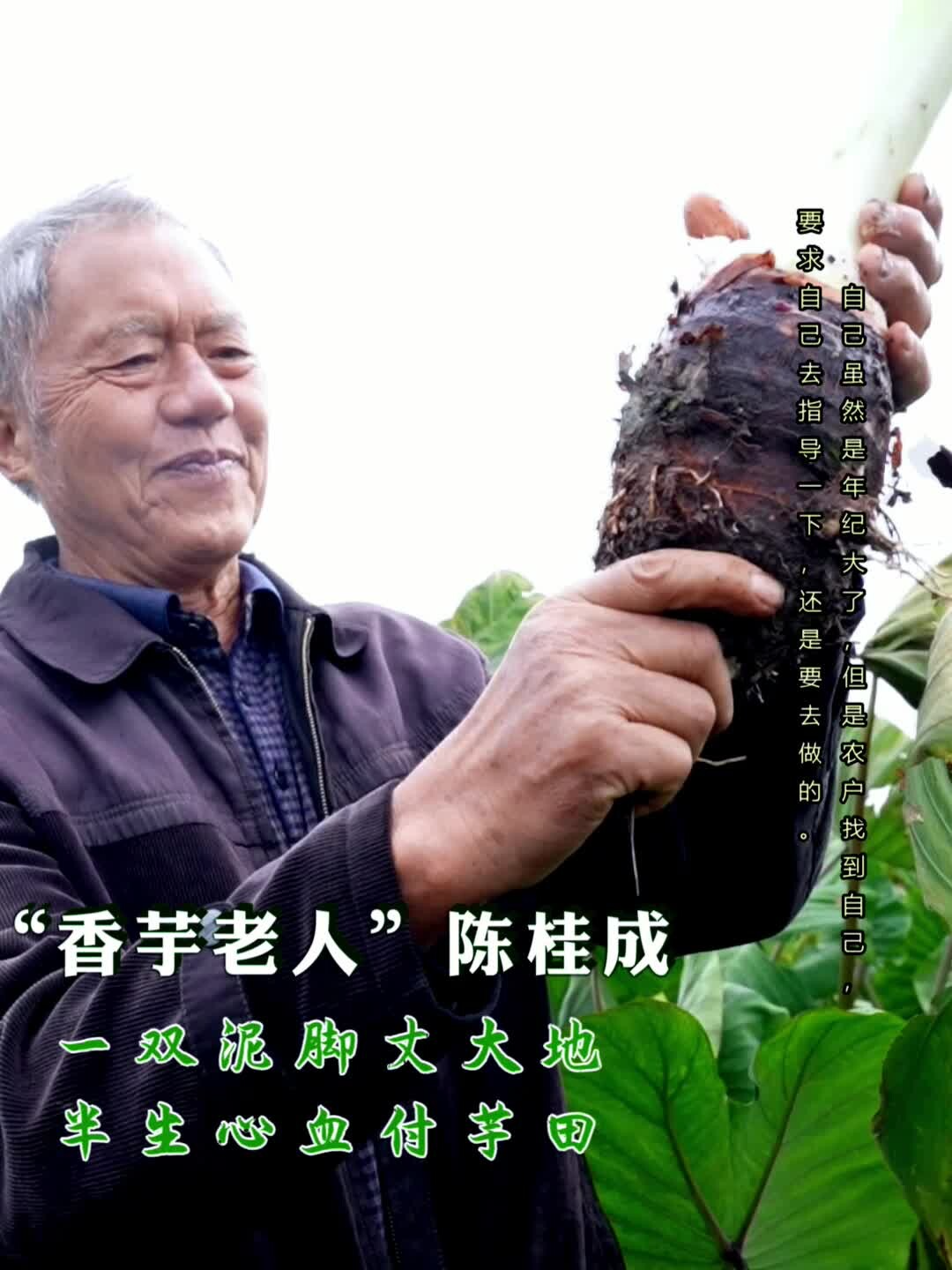 “香芋老人” 陈桂成：一双泥脚丈大地 半生心血付芋田