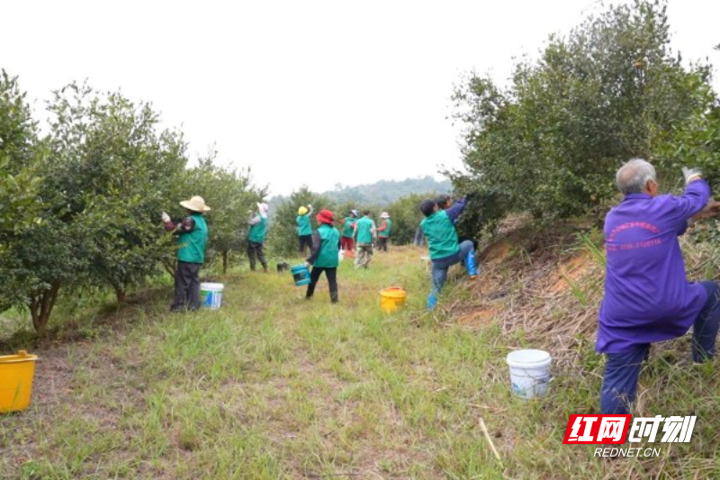 【红网时刻】临武水东：霜降采茶籽 油香飘满山