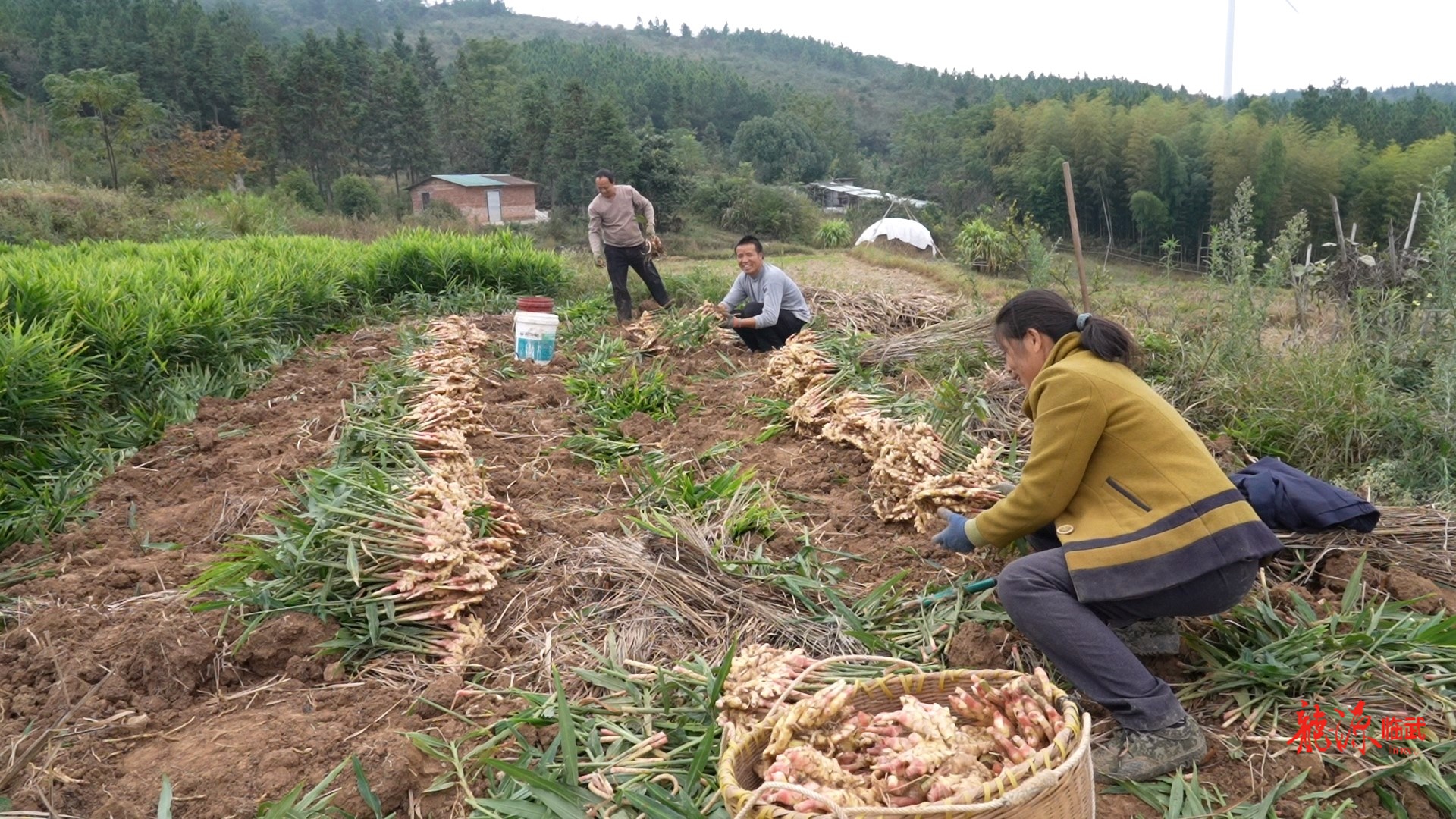 乡村新“号”角｜南强：生态小黄姜喜迎丰收