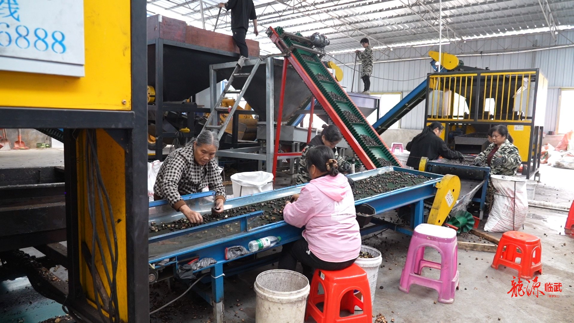 林富茶油：科技赋能 全产业链“榨”出高效益