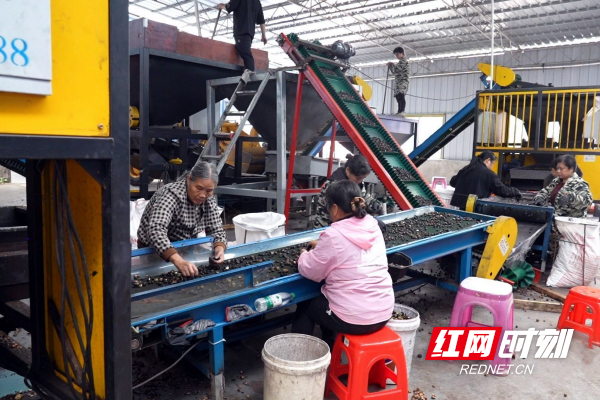 【红网时刻】临武林富茶油：科技赋能 全产业链“榨”出高效益