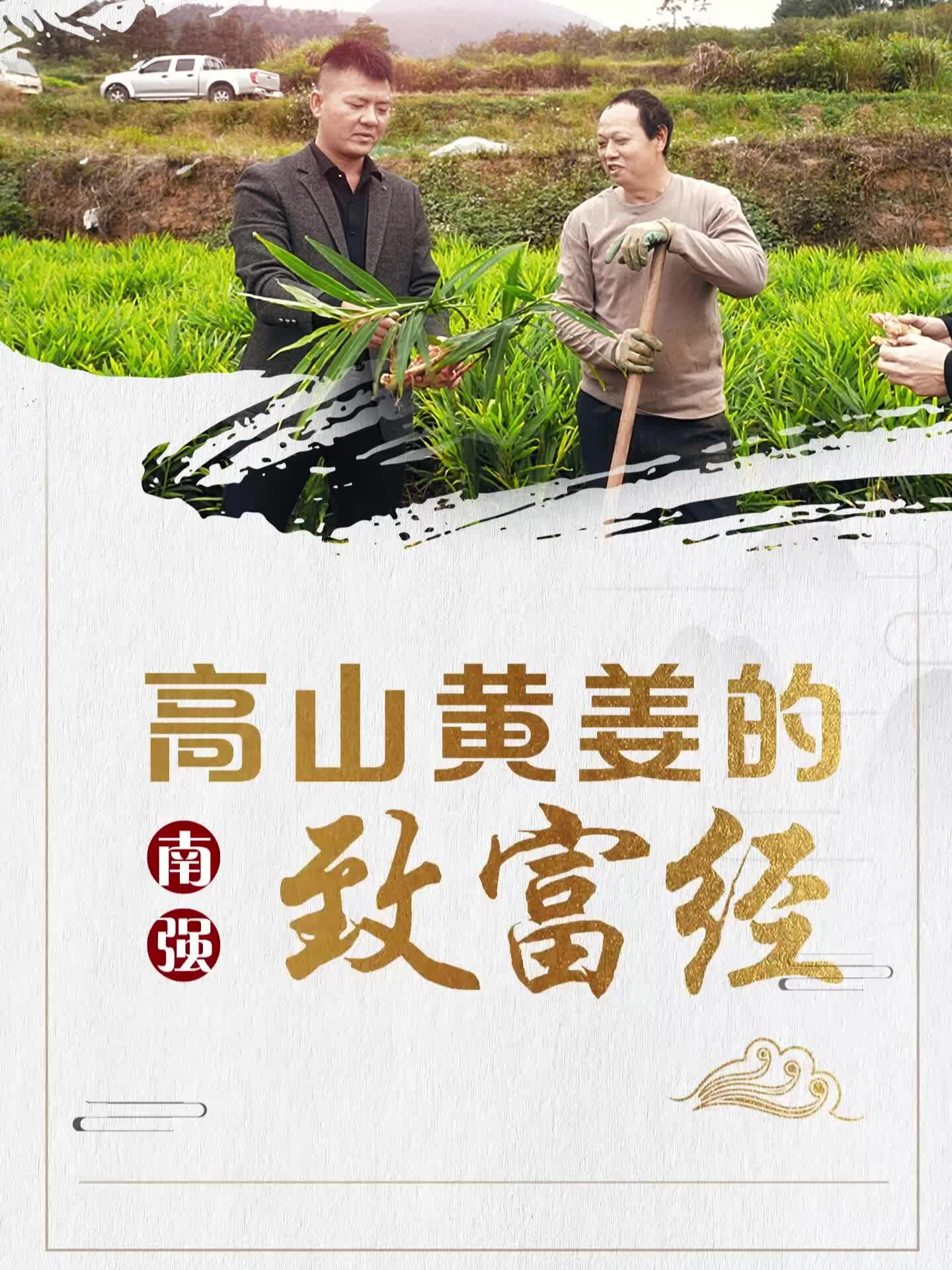 南强：高山黄姜的致富经