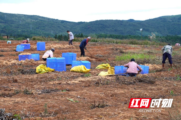 【红网时刻】临武县南强镇：土里掘“金” 玉竹铺就振兴路