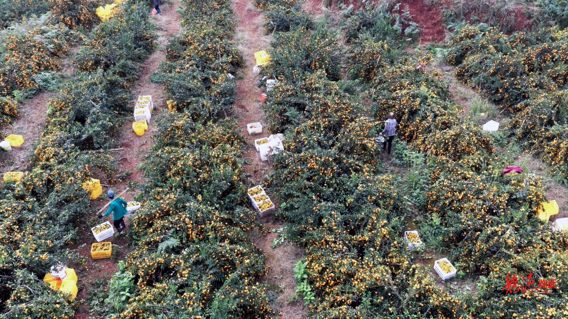 乡村新“号”角|麦市：技术帮扶保丰收 政策赋能促振兴