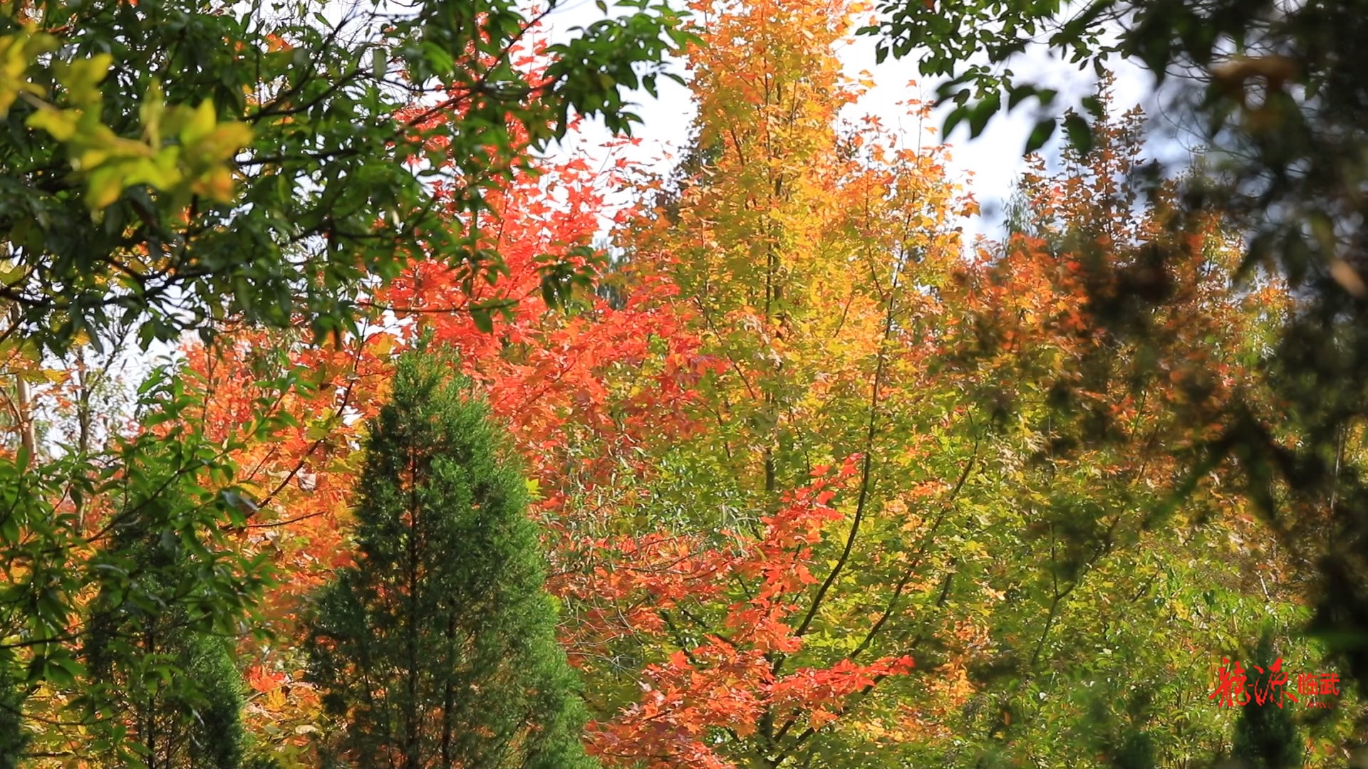 满园“枫”景入画来