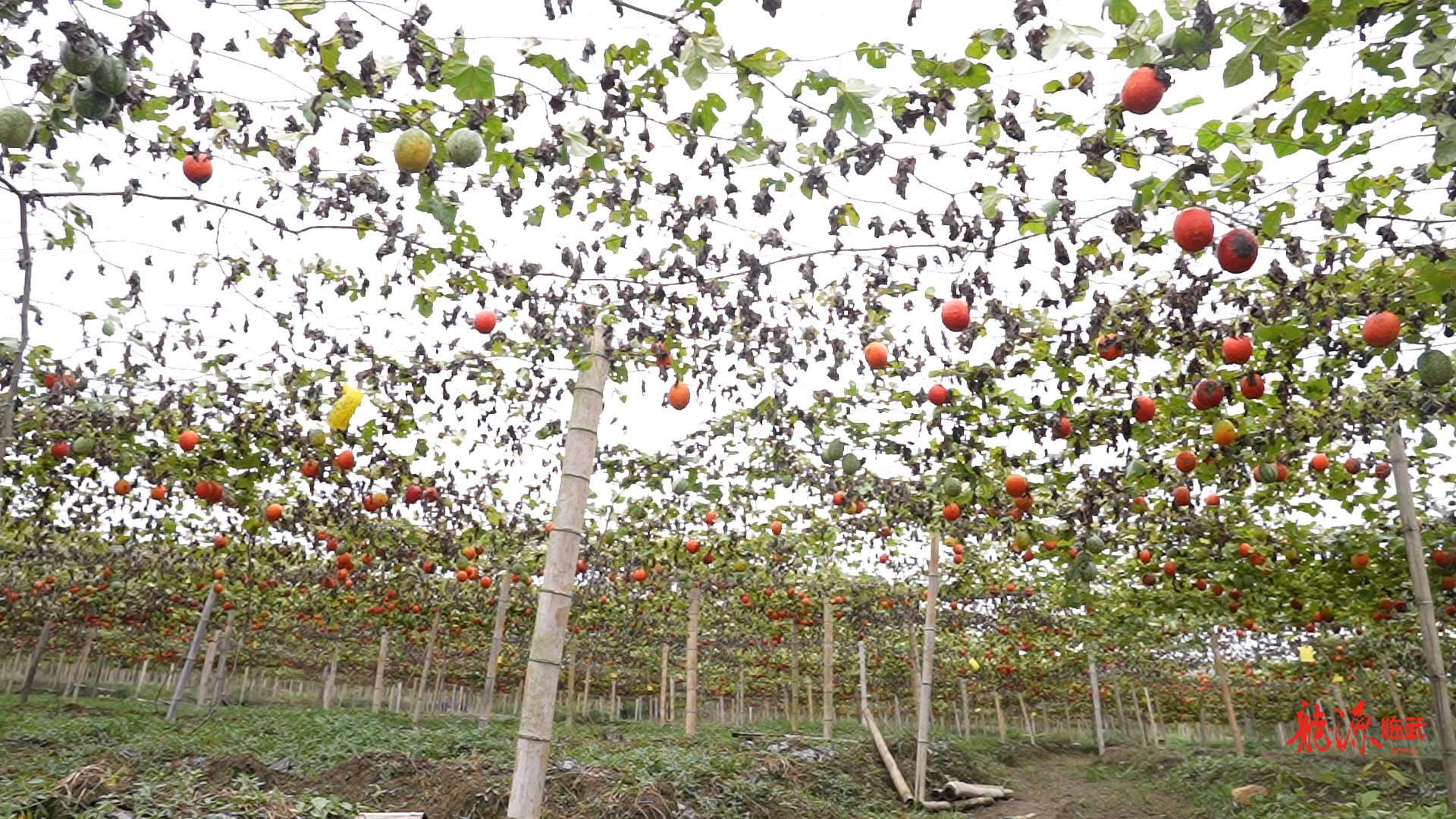 乡村新“号”角|汾市山塘：吊瓜成“金果” 荒地变“宝盆”