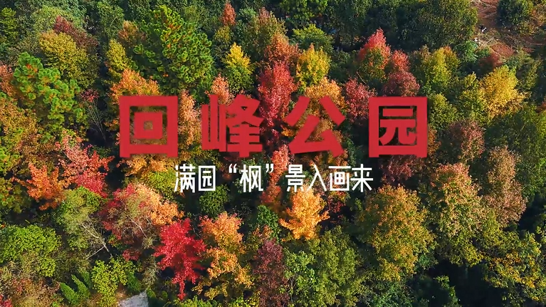 【学习强国】亲自然丨郴州临武：满园“枫”景入画来