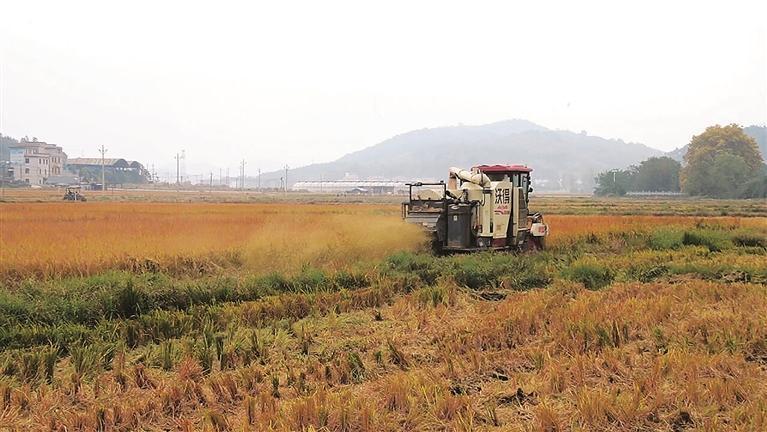 【学习强国】三农丨临武县水东镇：“订单+政策”双保障助农增收