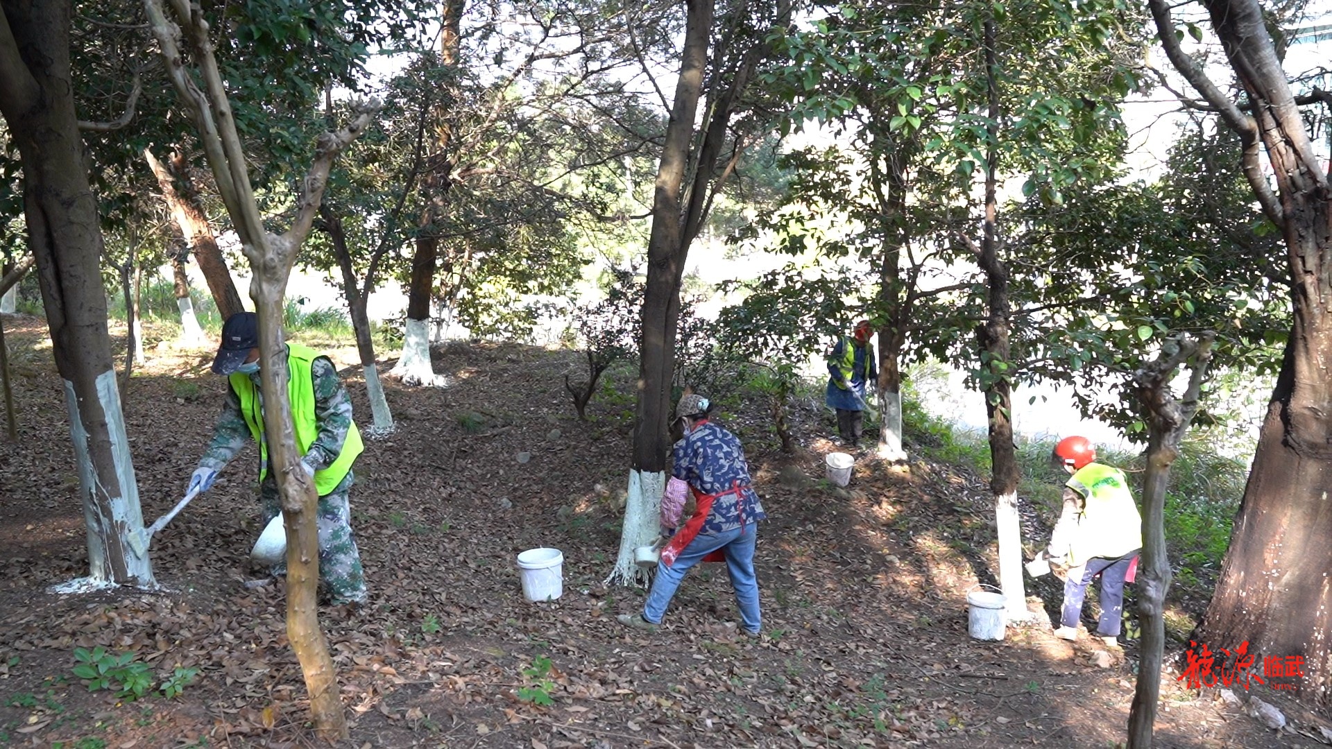 城区树木“穿冬衣” 科学养护助过冬