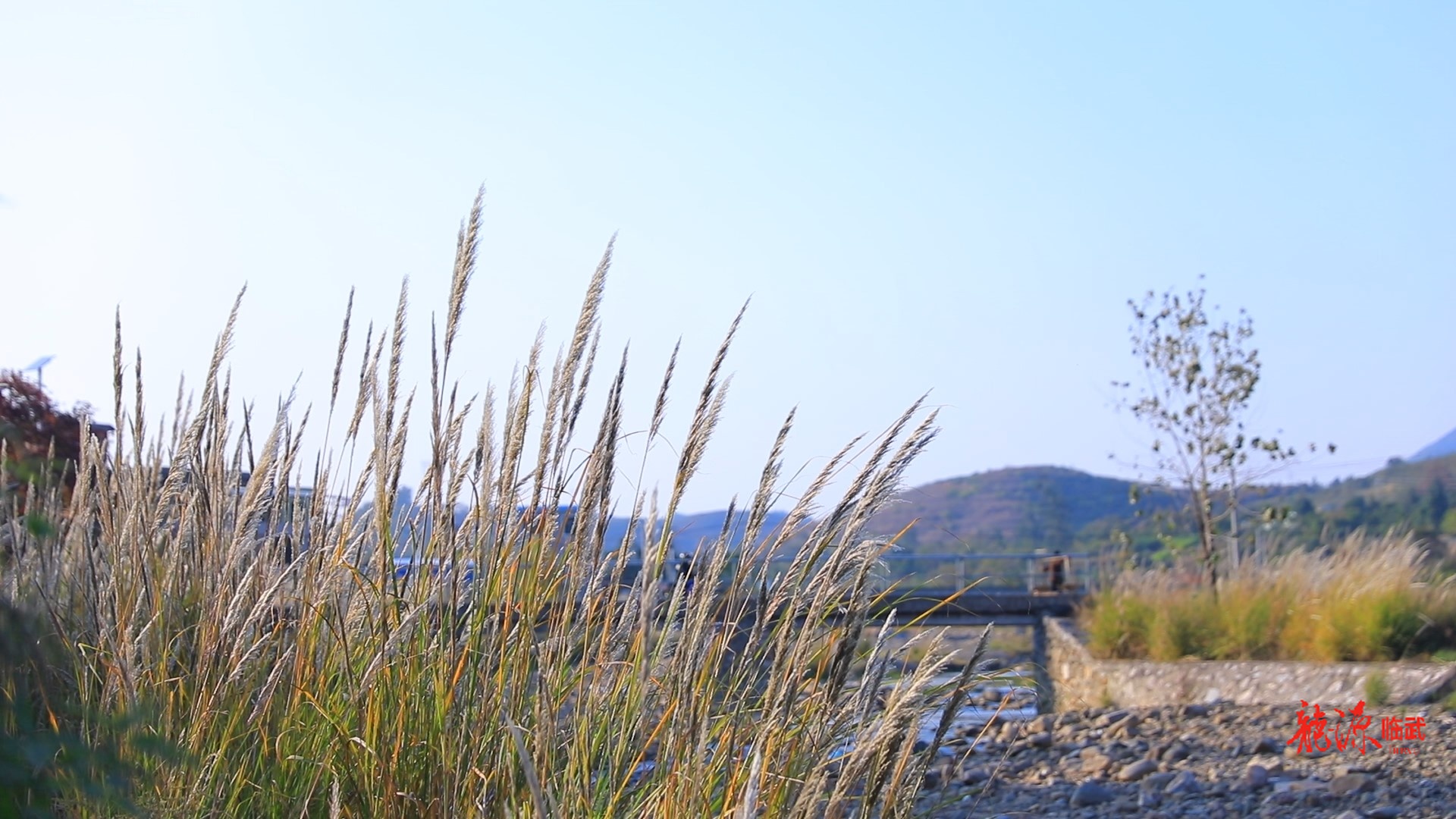 楚江冬日“打卡”热 芦花如雪醉游人