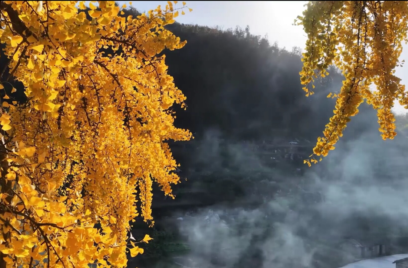 万水：银杏染初冬 古村迎客来