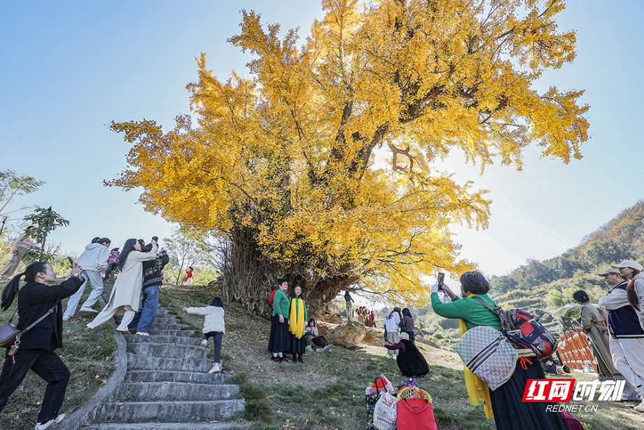 【红网时刻】临武县：五百年银杏树披“金甲” “树”写岁月芳华