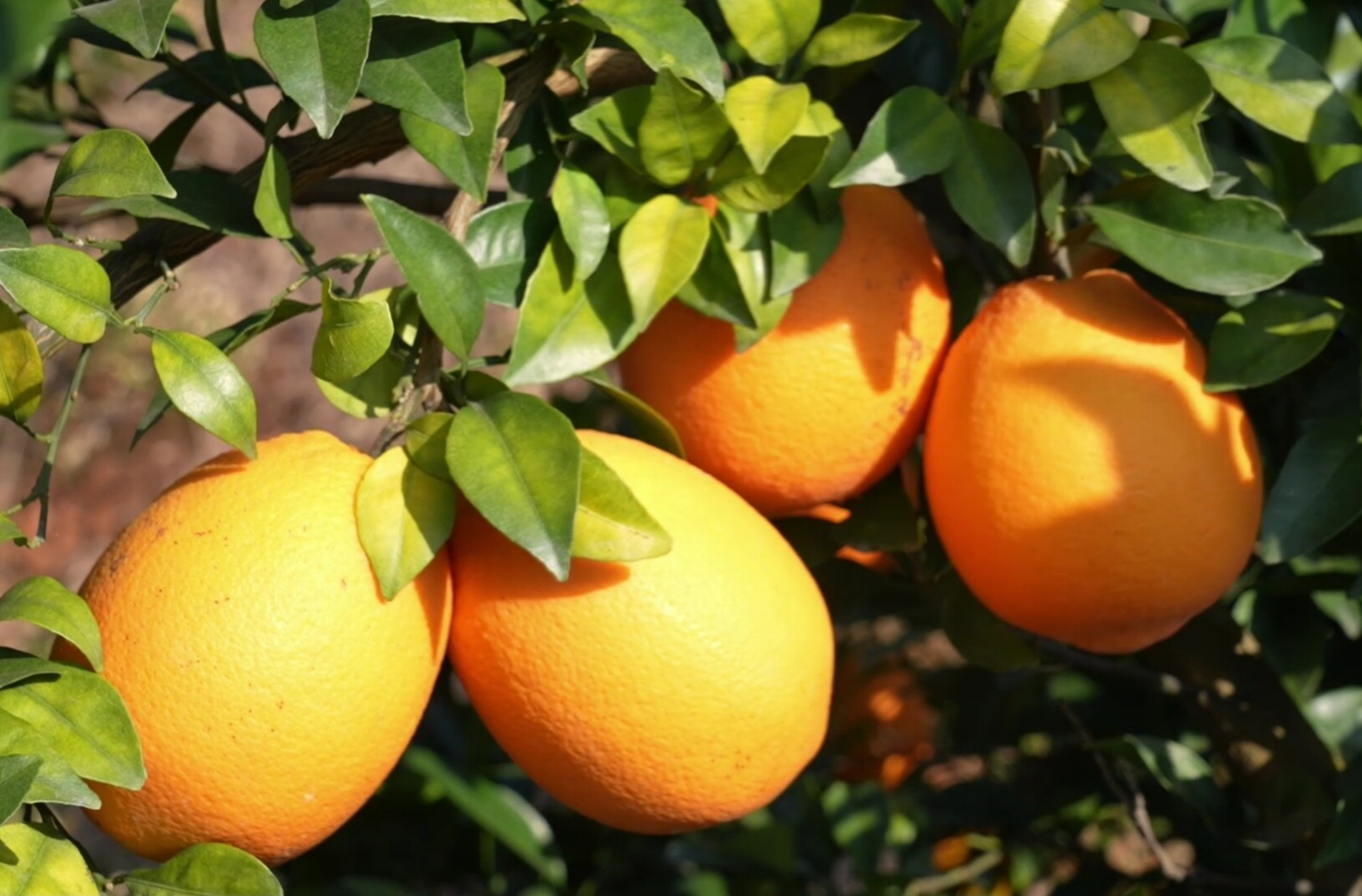 乡村新“号”角｜武水镇：脐橙飘香  绘就良“橙”美景