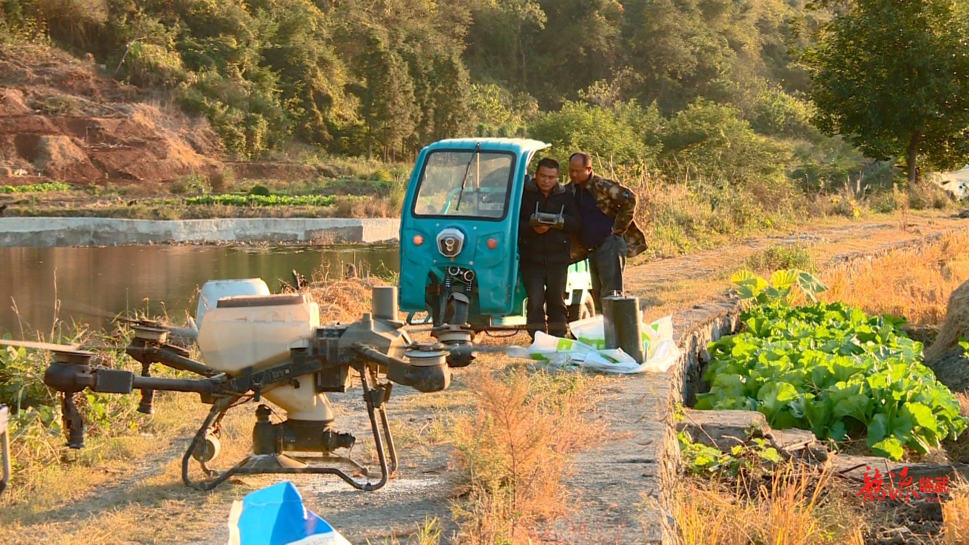 【新湖南】临武县秋冬种接近尾声，5.8万亩油菜播种全面完成