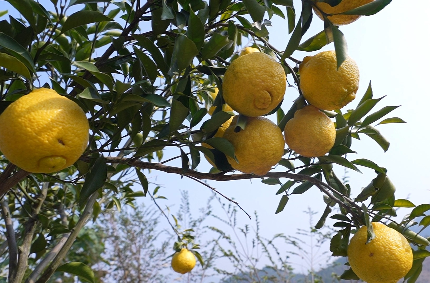 乡村新“号”角｜汾市：荒山披“金甲”  黄金贡柚等你尝