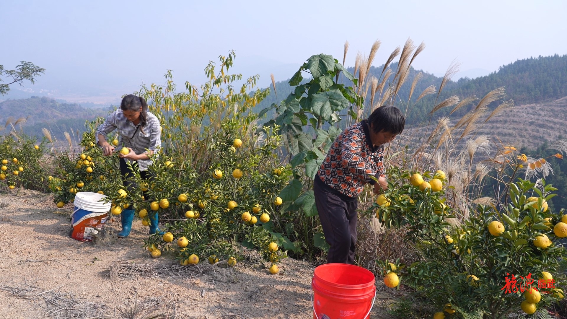 【新湖南】临武黎坪村：荒山披“金甲”，黄金贡柚等你尝