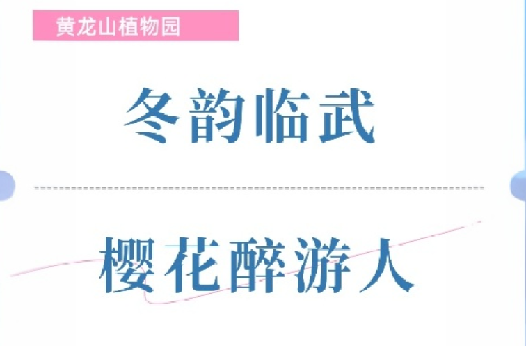 黄龙山植物园：冬韵临武 樱花醉游人