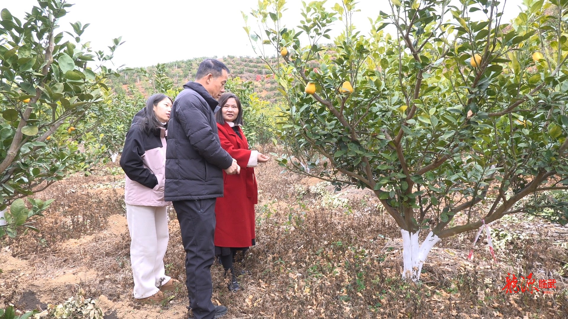 临武县农业综合服务中心开展果园防冻指导 