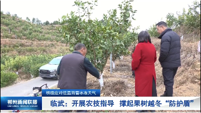 【郴州新闻联播】积极应对低温雨雪冰冻天气 临武：开展农技指导 撑起果树越冬“防护盾”