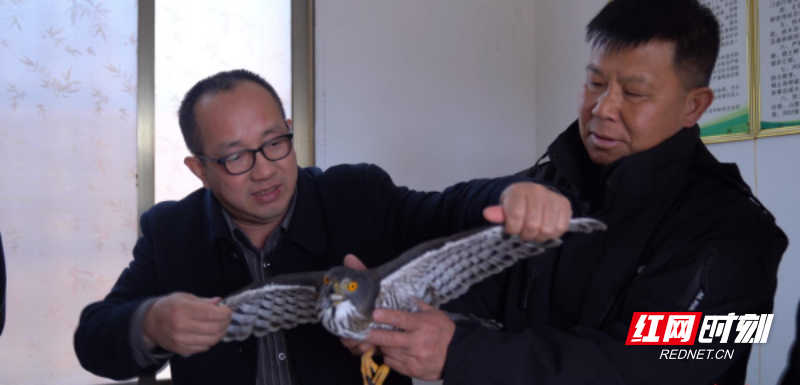 【红网时刻】松雀鹰回家！临武县成功救助国家二级保护动物并放归自然