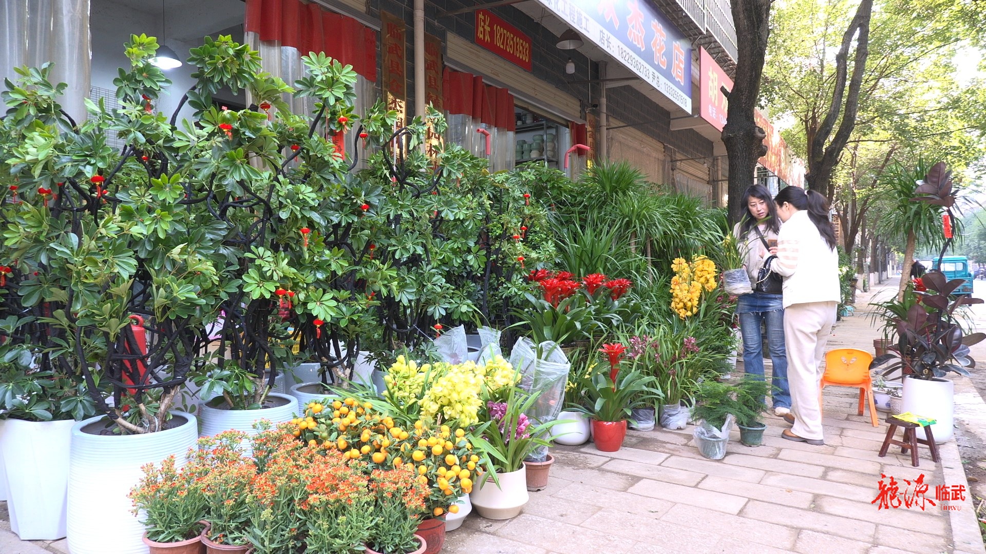 新春走基层 | “三节”叠加年味浓 临武县花市迎来销售旺季