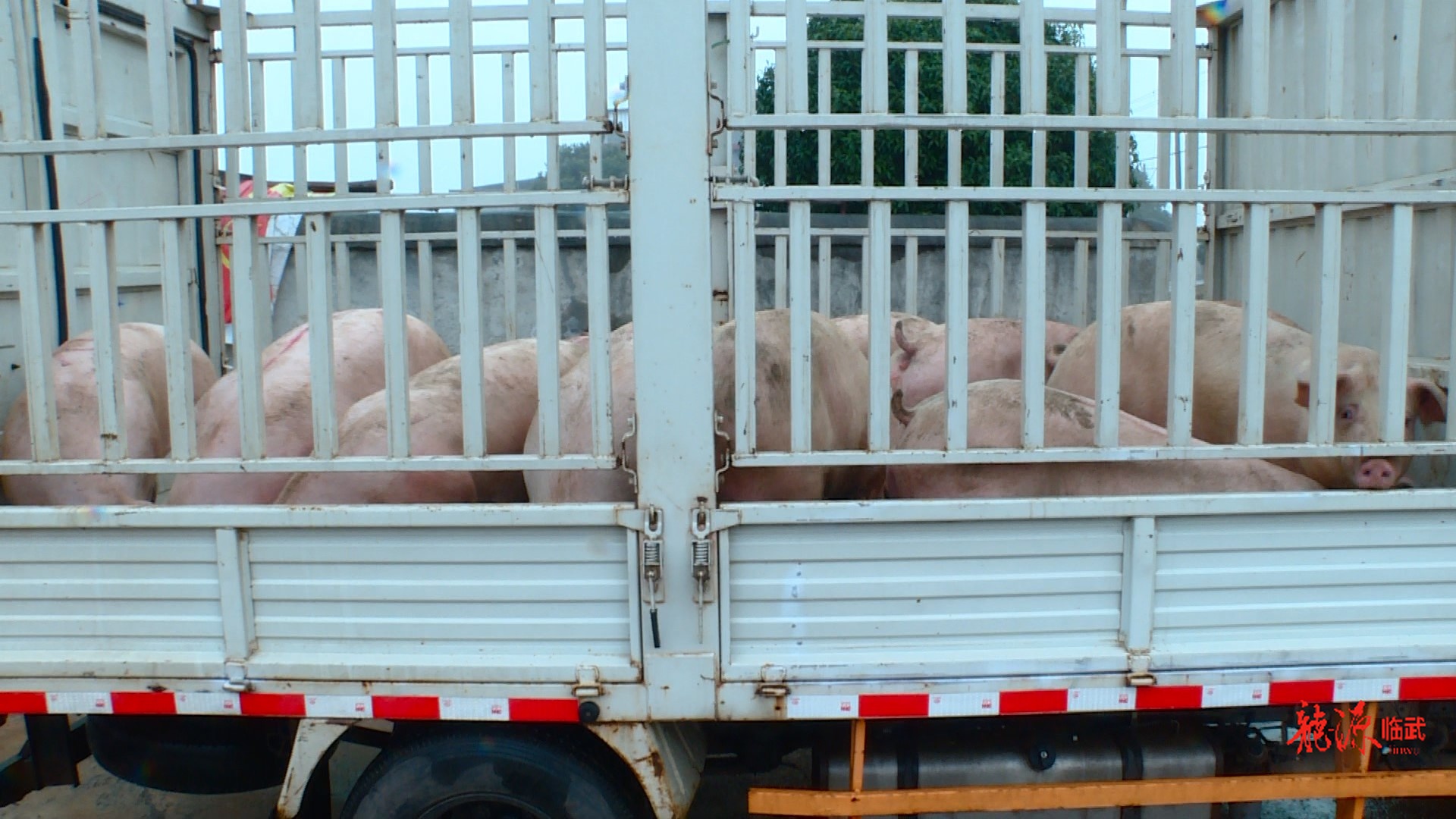 十七年！临武县土生牲猪养殖专业合作社再送“暖心年猪”