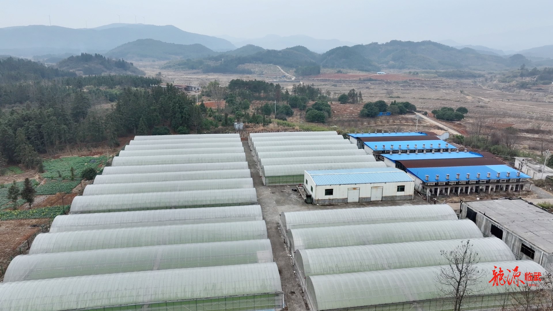 人勤春早｜临武县烟草公司：精细化管护  护航烟苗生长