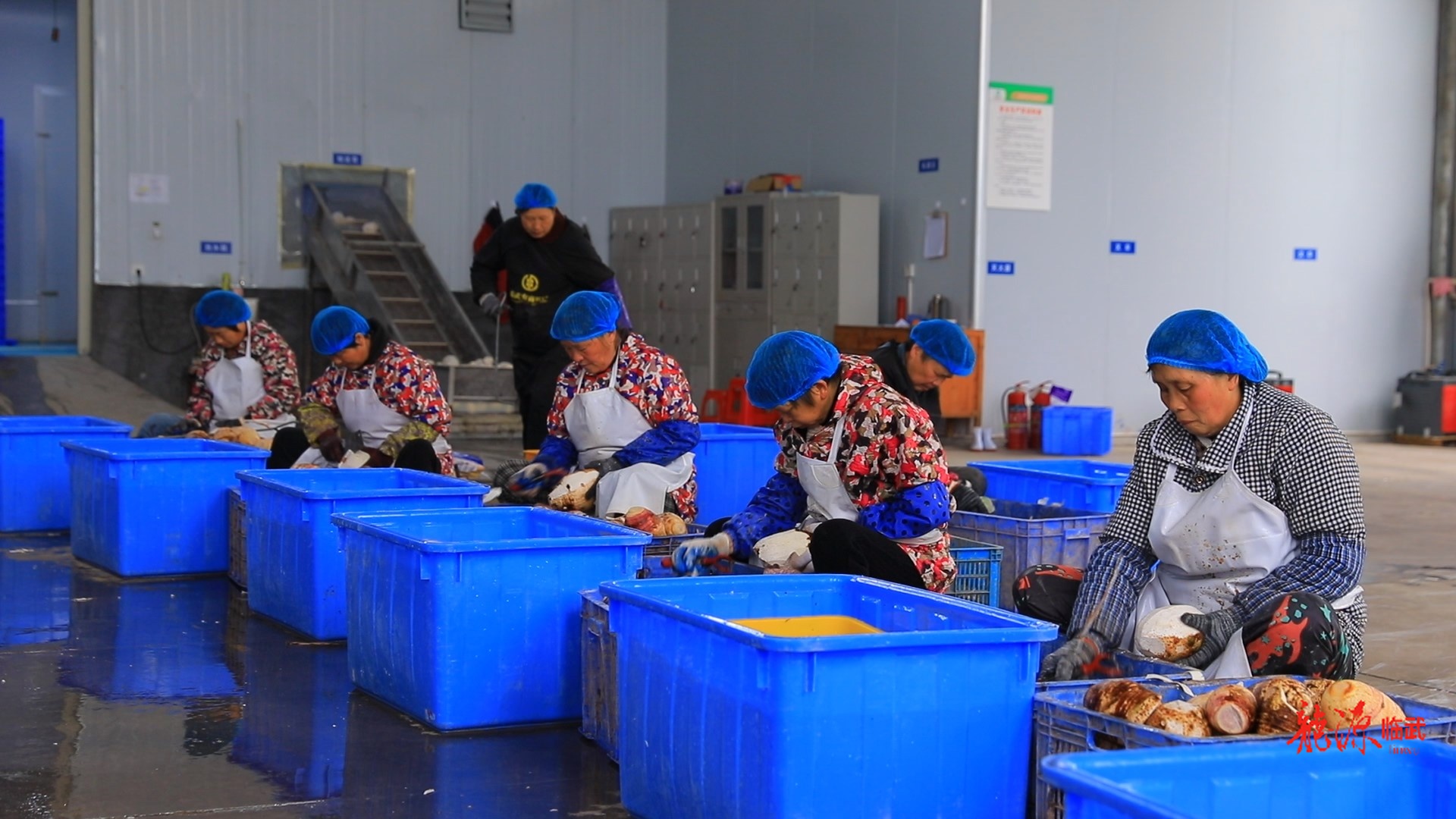 【新湖南】临武：小香芋加速“出海” ，力争年产值突破4000万元