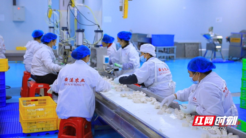 【红网时刻】临武县：小香芋加速“出海” 力争年产值突破4000万