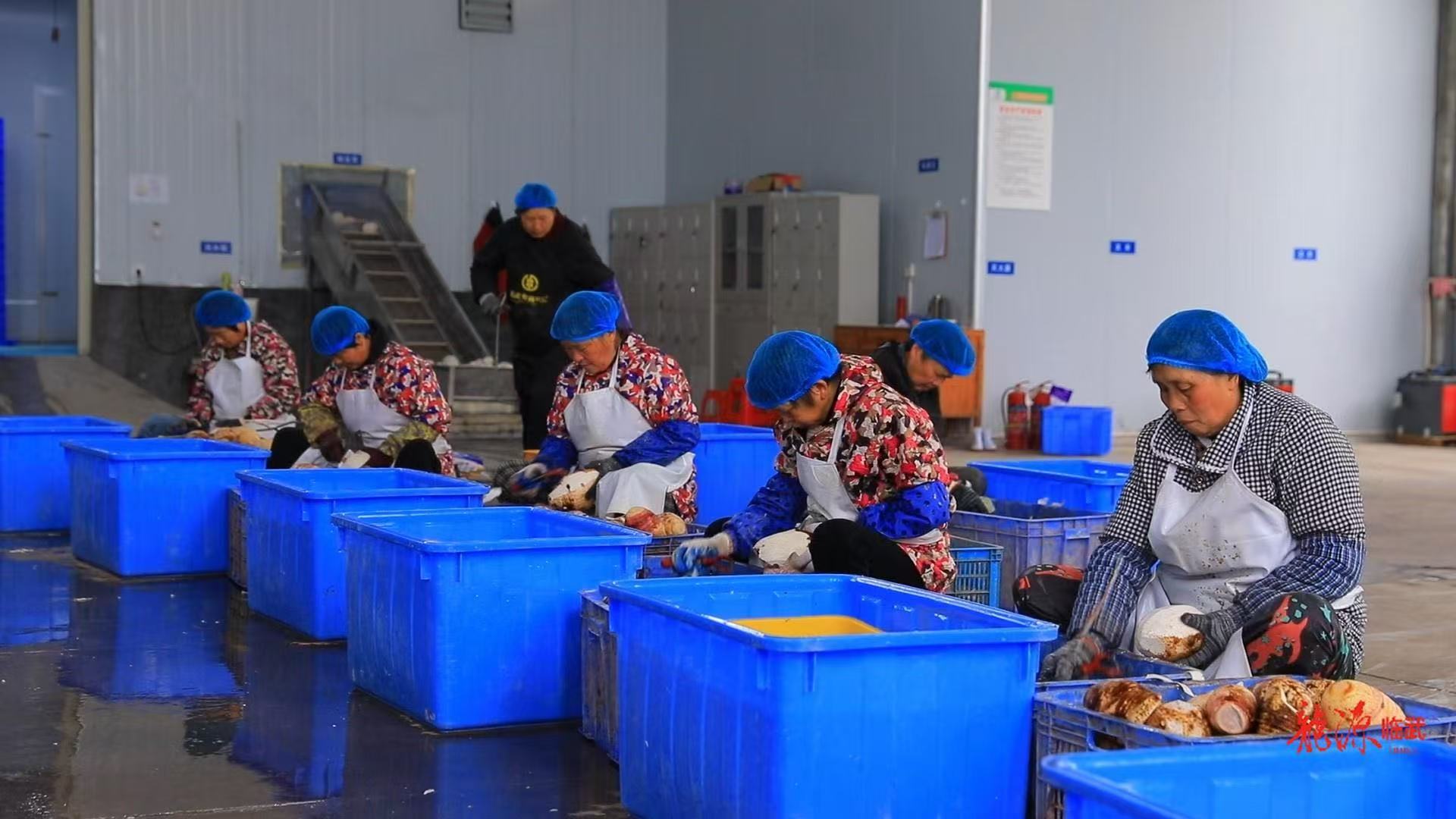 【人民网】湖南临武：小香芋加速“出海”