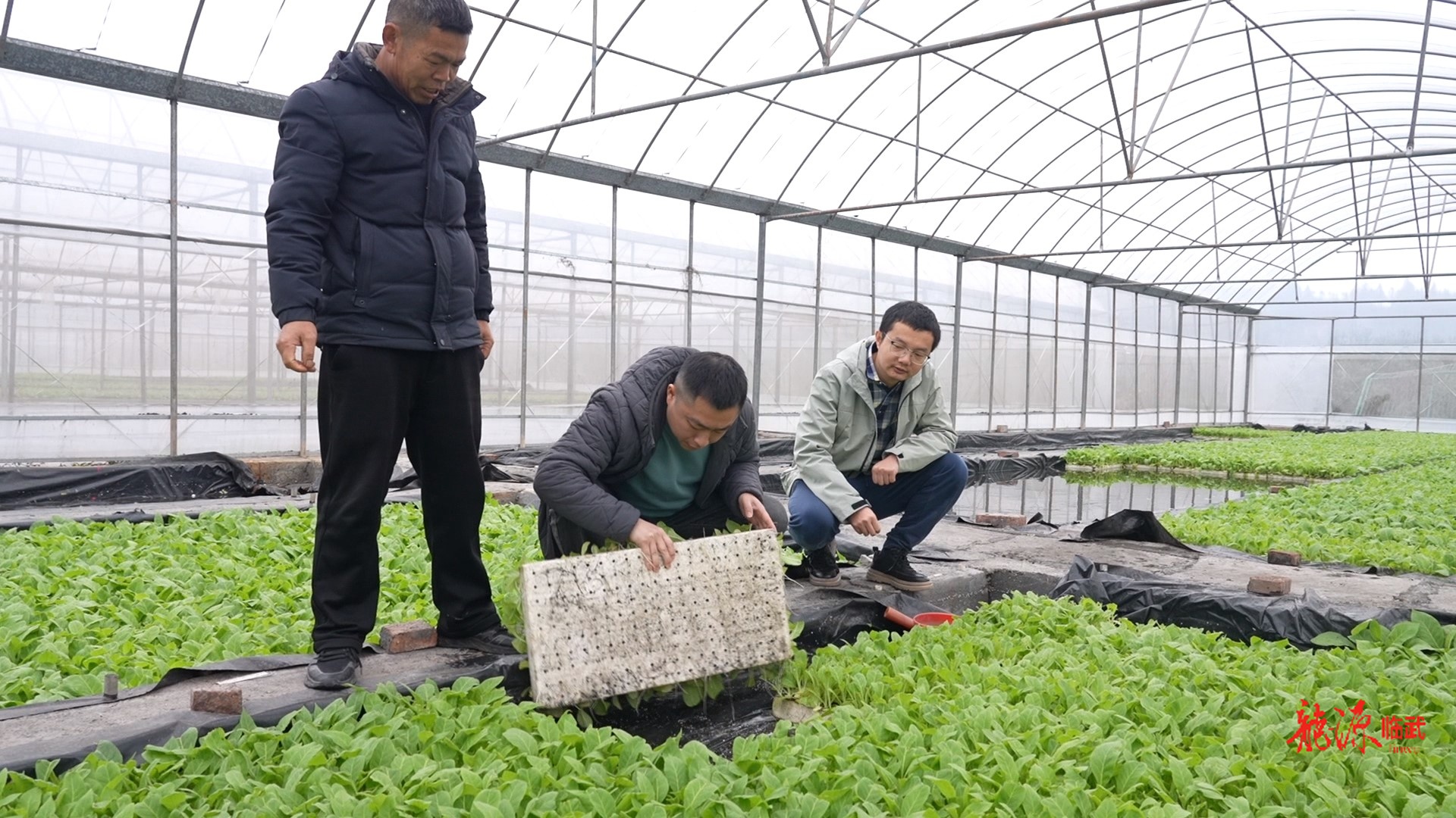 人勤春早｜临武县启动烟苗发放移栽工作