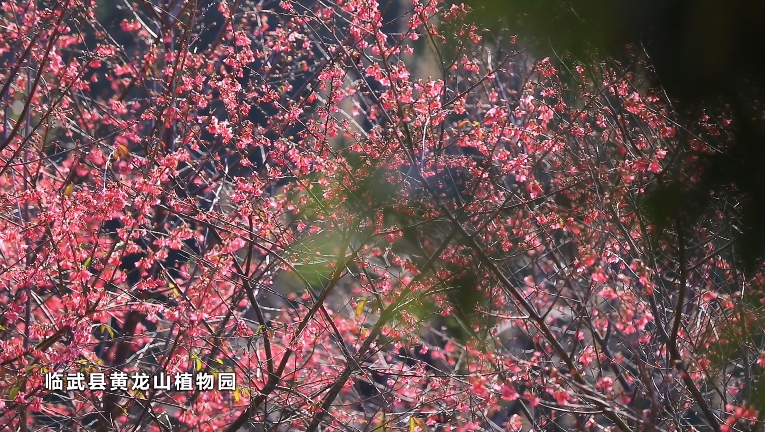 【学习强国总平台】湖南郴州临武：樱花盛放 芳菲满径
