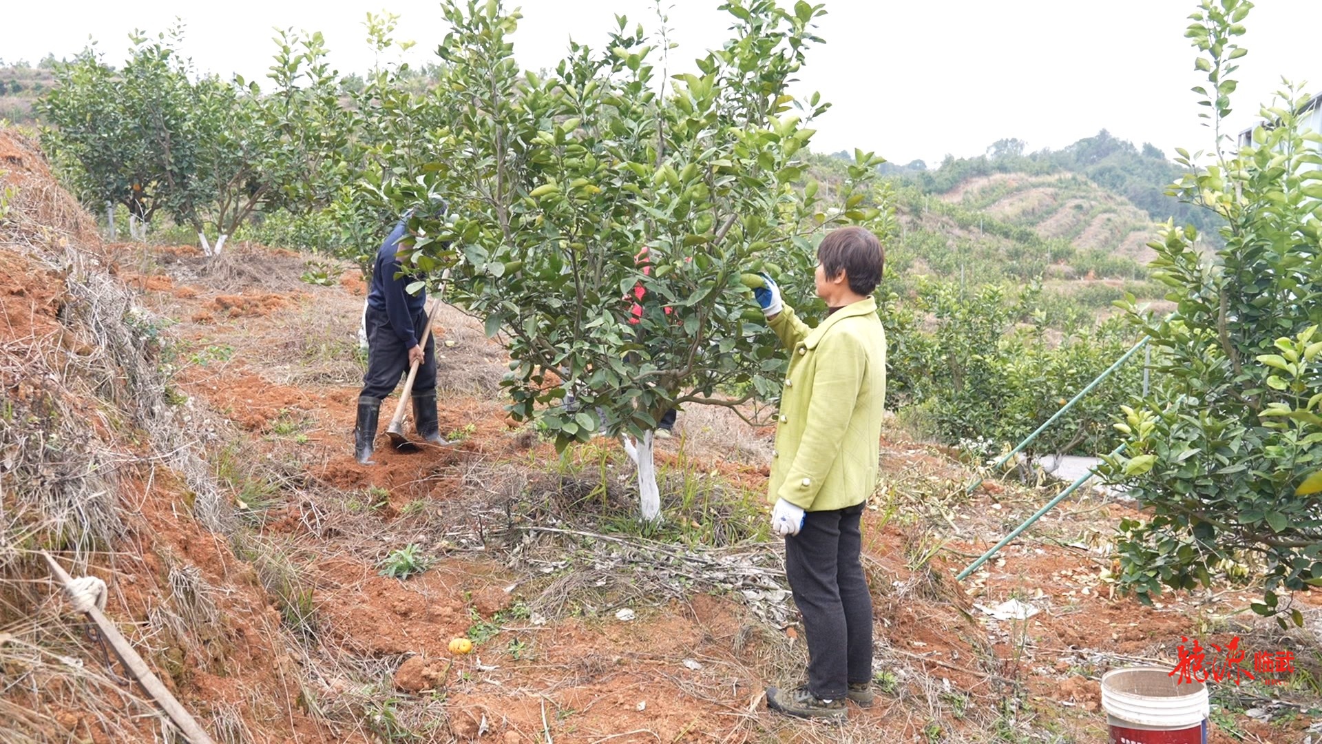 剪枝施肥正当时 临武果农春管忙