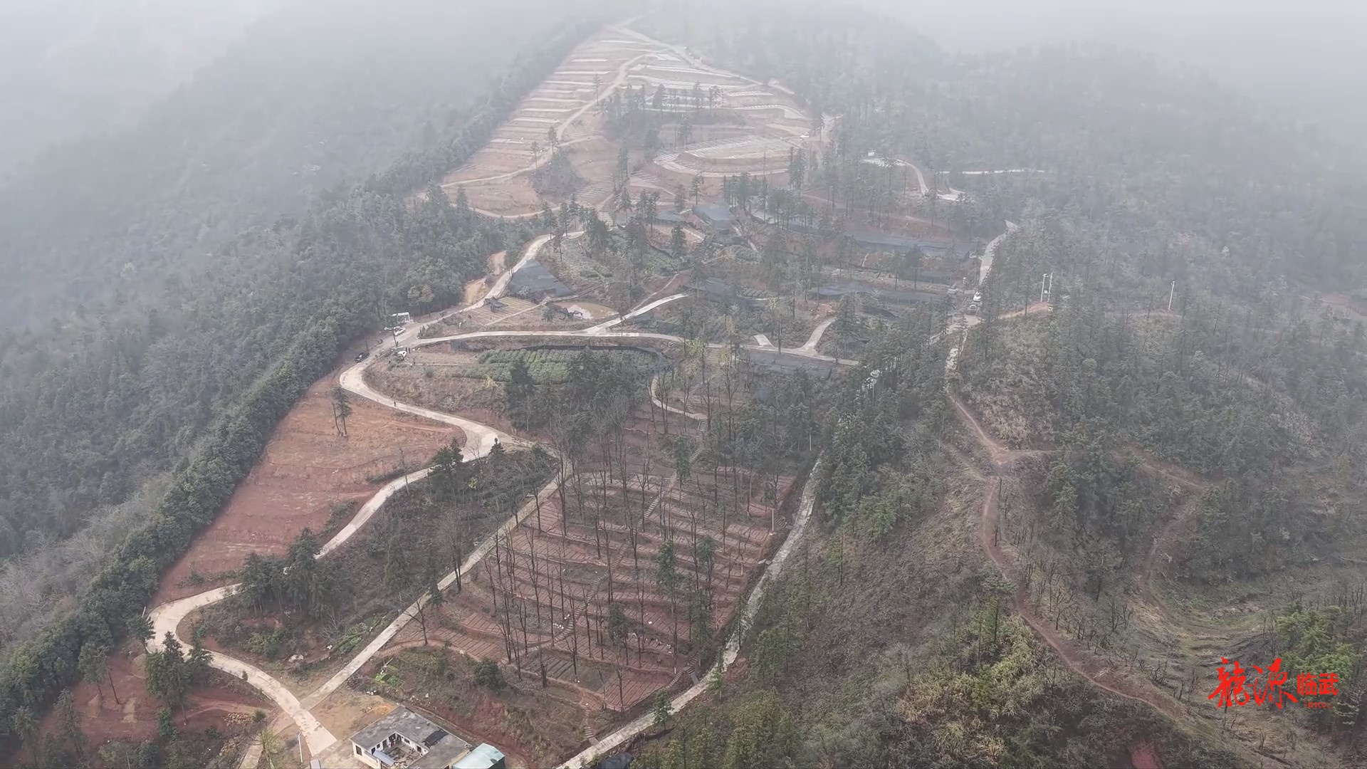 西山林场：探索“林下+”模式 让林地“活”起来