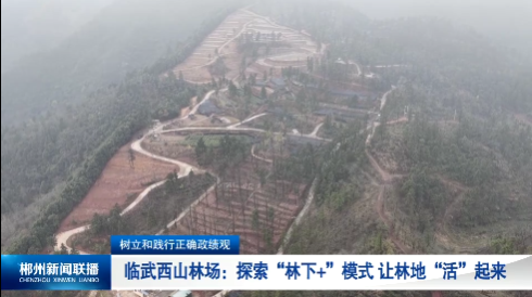 【郴州新闻联播】树立和践行正确政绩观 · 临武西山林场：探索“林下+”模式 让林地“活”起来