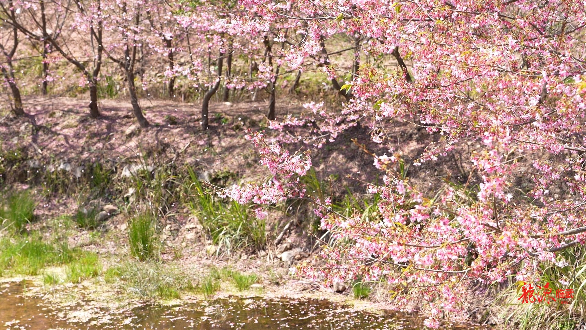 樱花如雪菜花黄  临武田园好春光