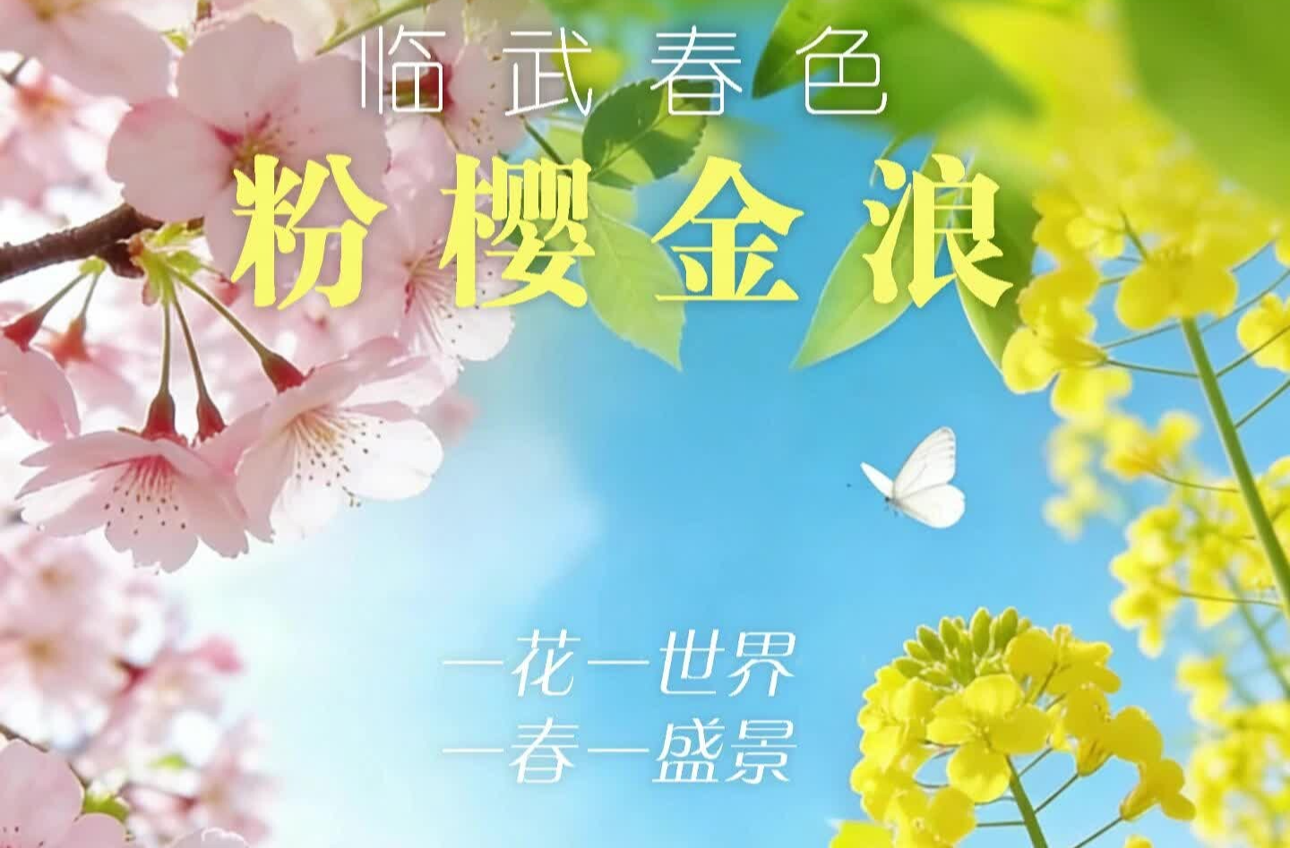 樱花如雪菜花黄 临武田园好春光