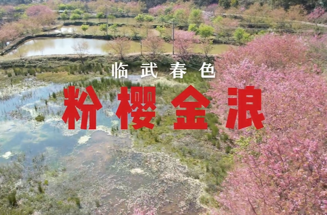 【学习强国】亲自然丨郴州临武：樱黄争艳绘新景 乡村沃野焕生机