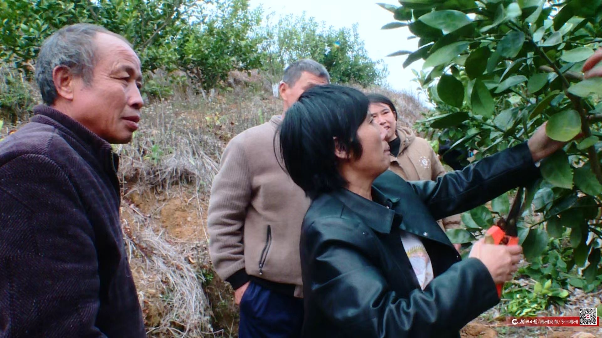 【学习强国】区县新闻 | 临武柚种植户集体“充电”