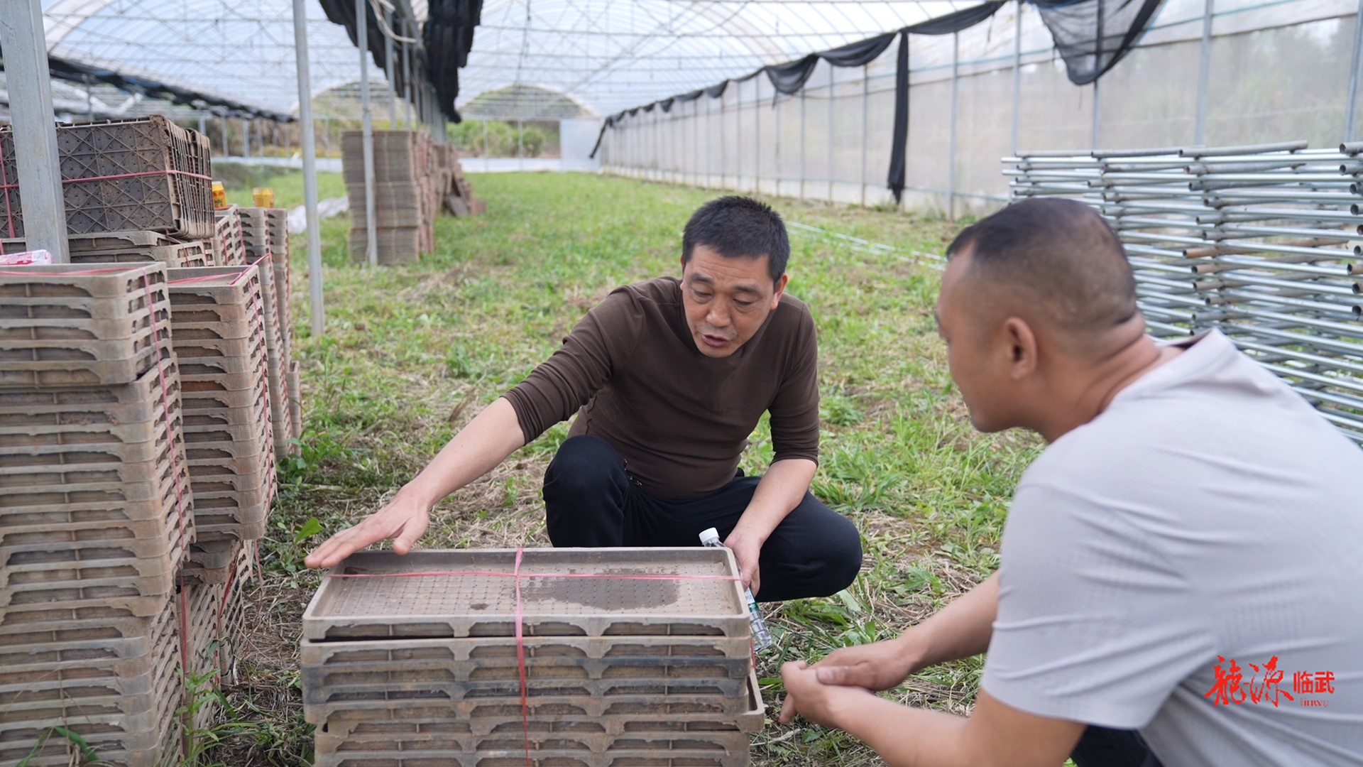开局八好 乘势而上｜临武县农业农村局：早稻育秧正当时 技术指导助春耕