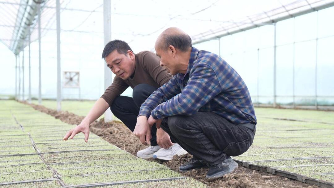 【新湖南】临武：早稻育秧正当时 技术指导助春耕