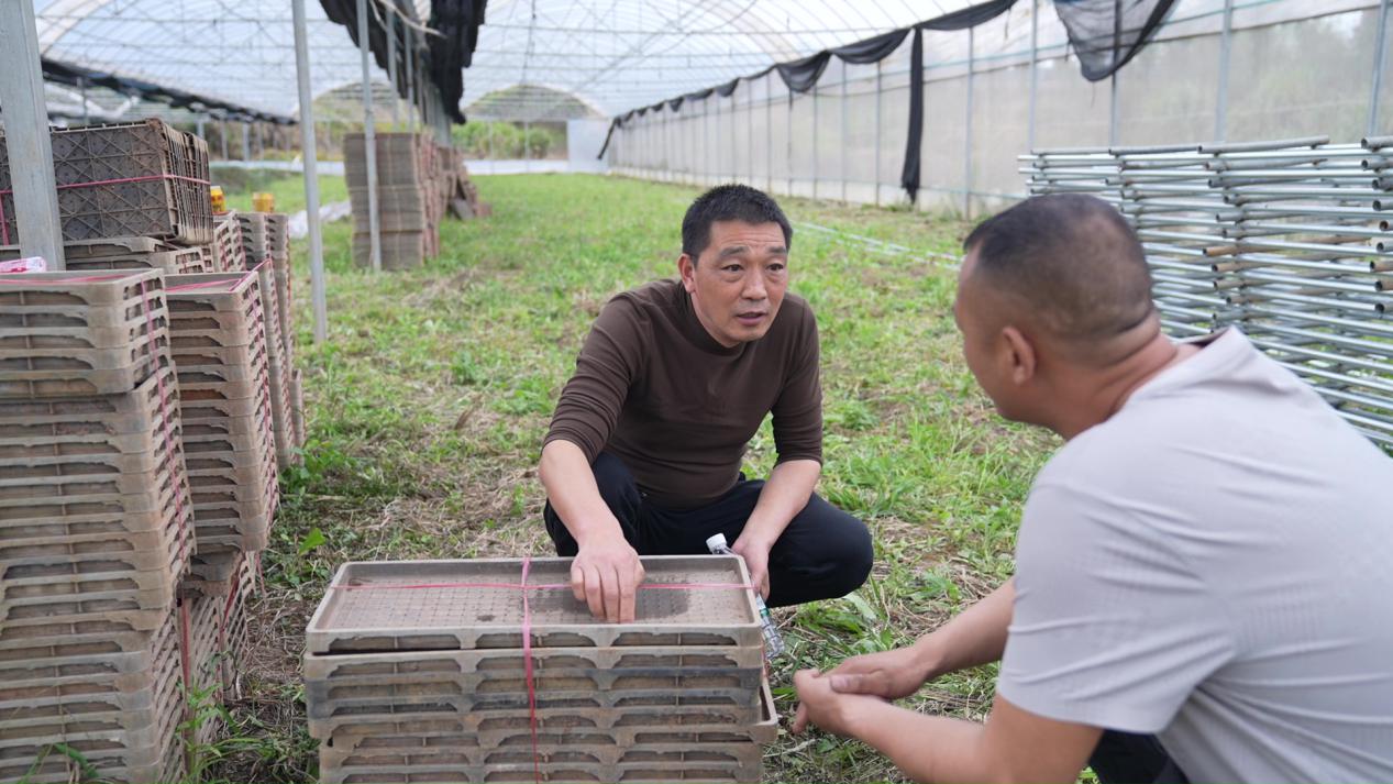 【人民网】湖南临武：早稻育秧正当时 技术指导助春耕