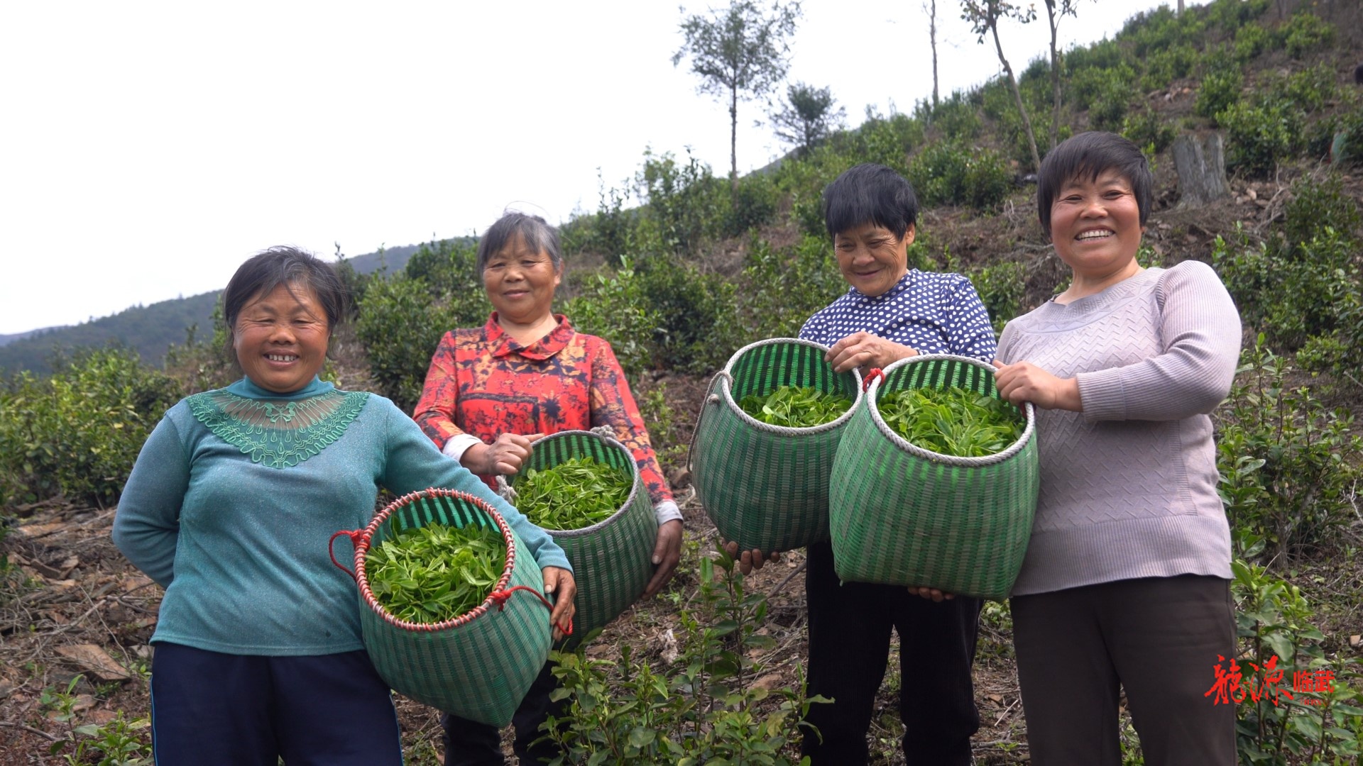 花塘石门：深山梨茶香 高山采摘忙