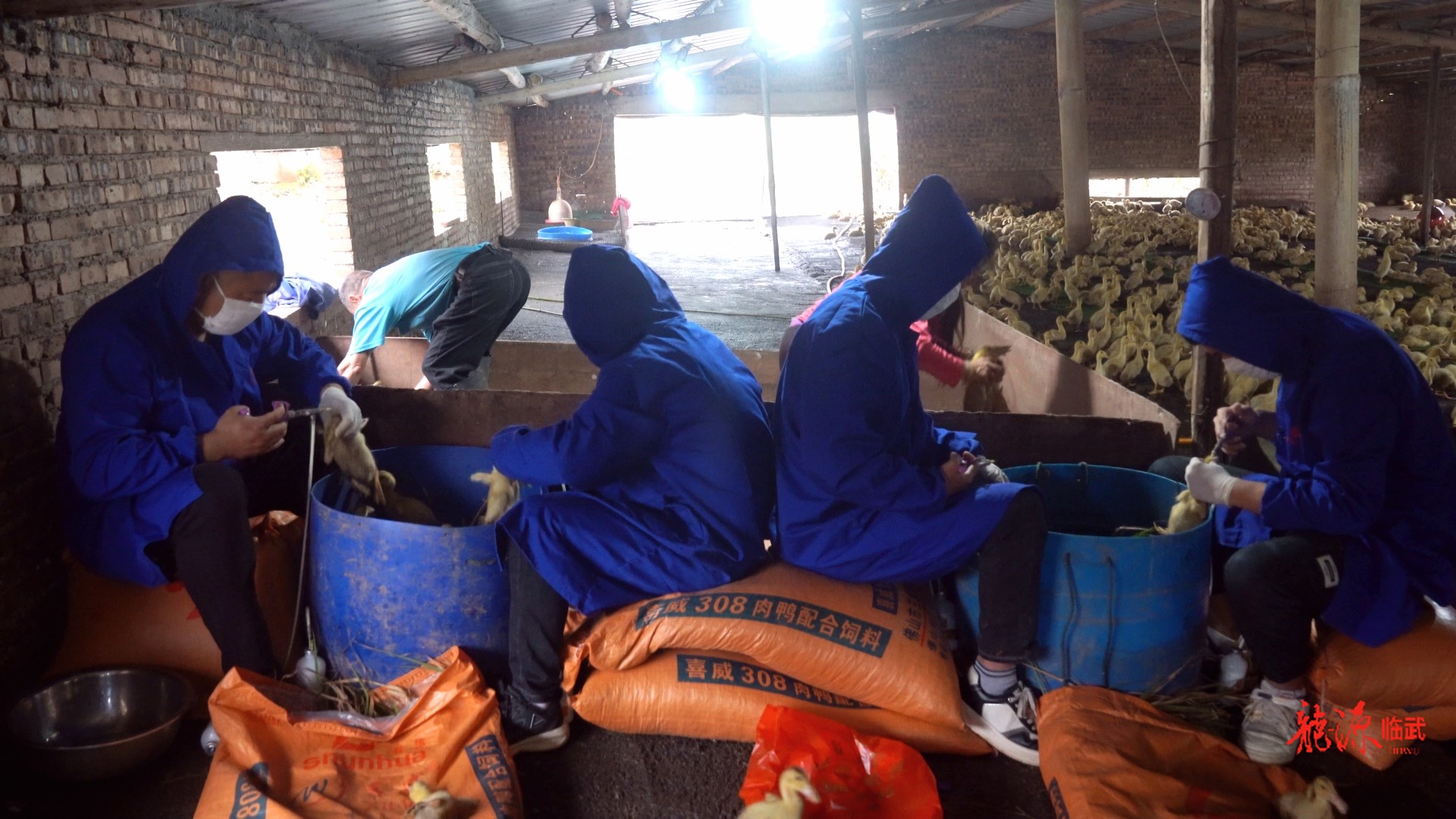 持续推进“六大新行动” 全面彰显“七个新担当”｜临武县农业农村局开展春季动物防疫工作