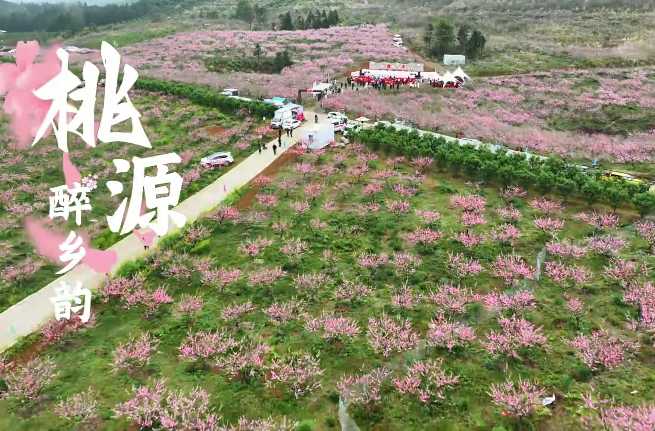【学习强国】亲自然丨“醉”美临武：桃花盛会引客来