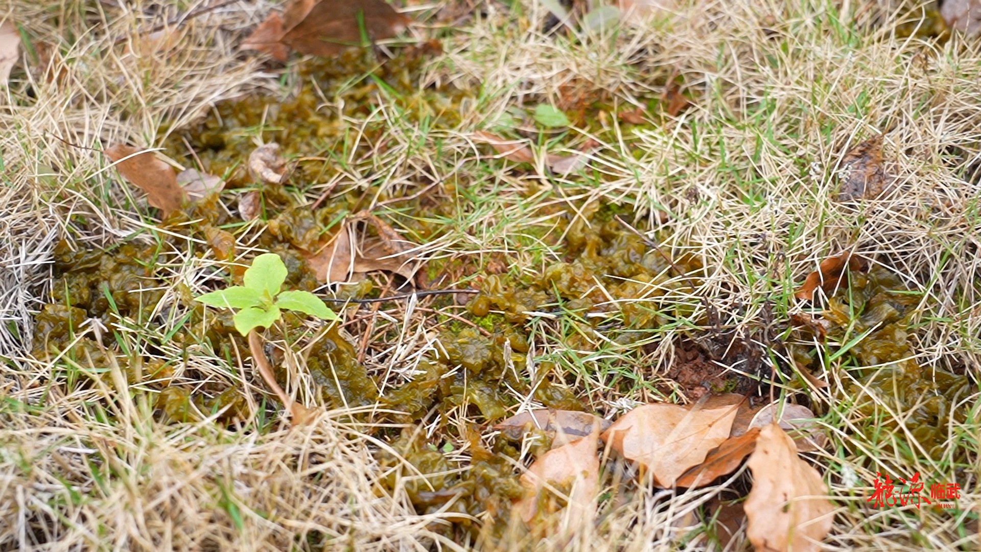 临武美食 | 春天的味道：地皮菜